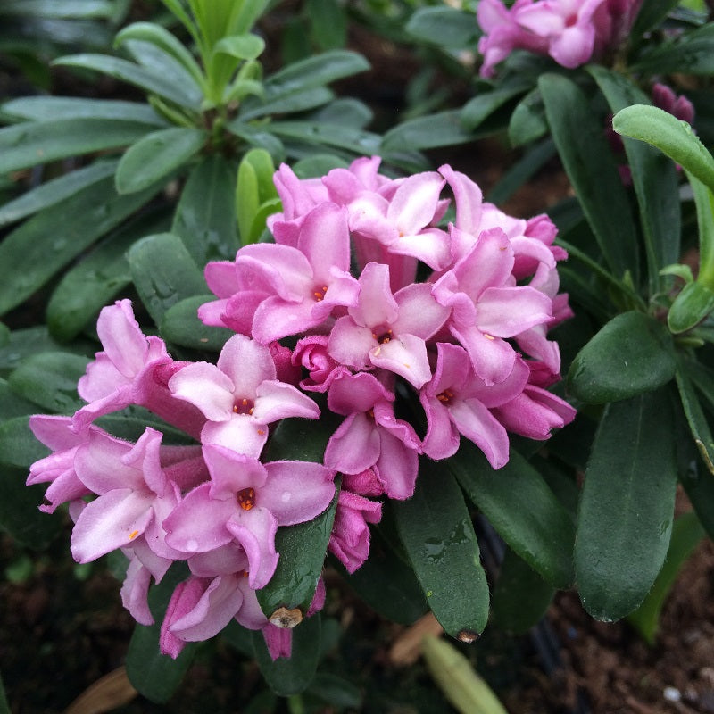 Pink Fragrance