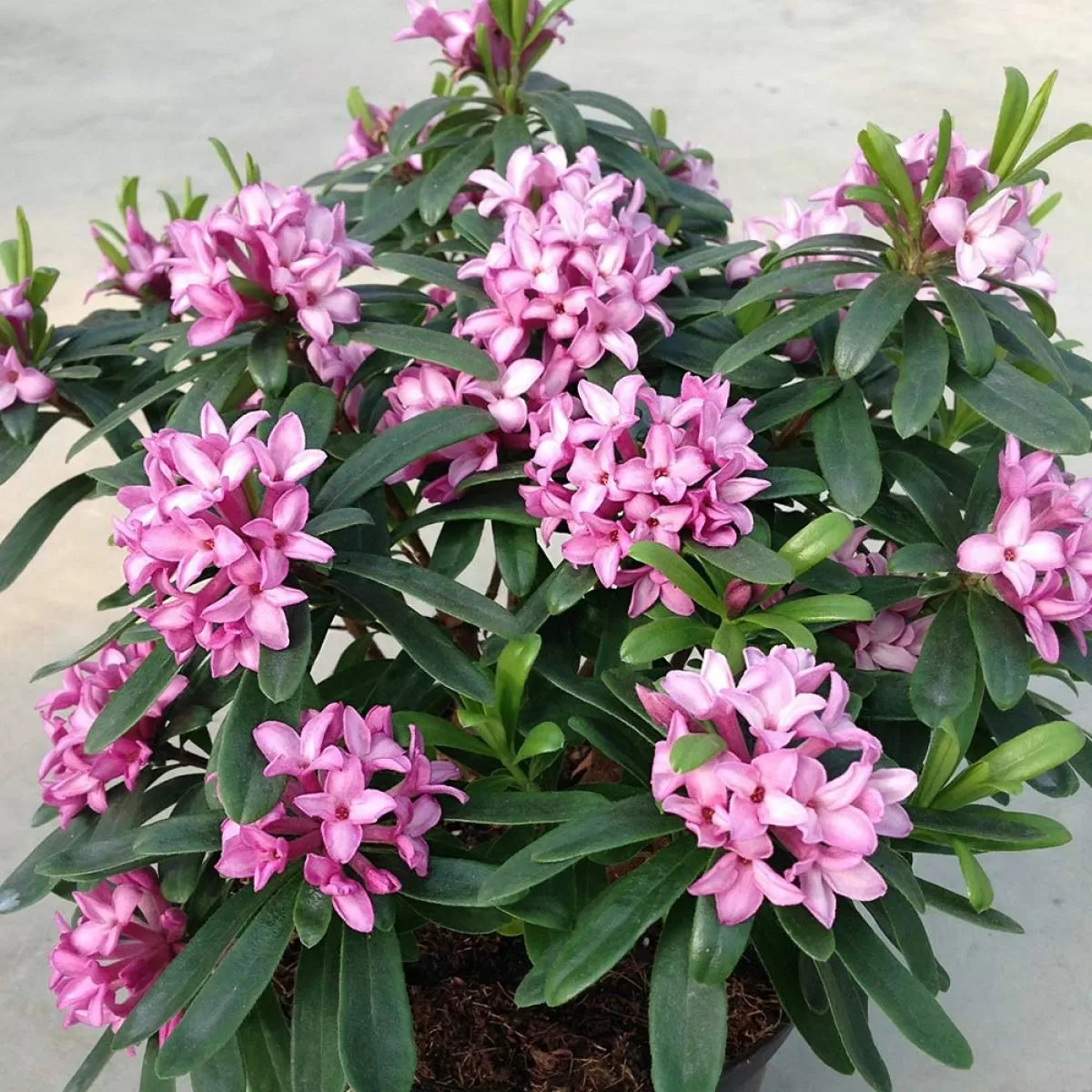 Pink Fragrance
