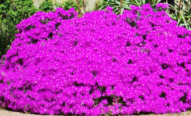 Lampranthus sp. 'Pink Kaboom'