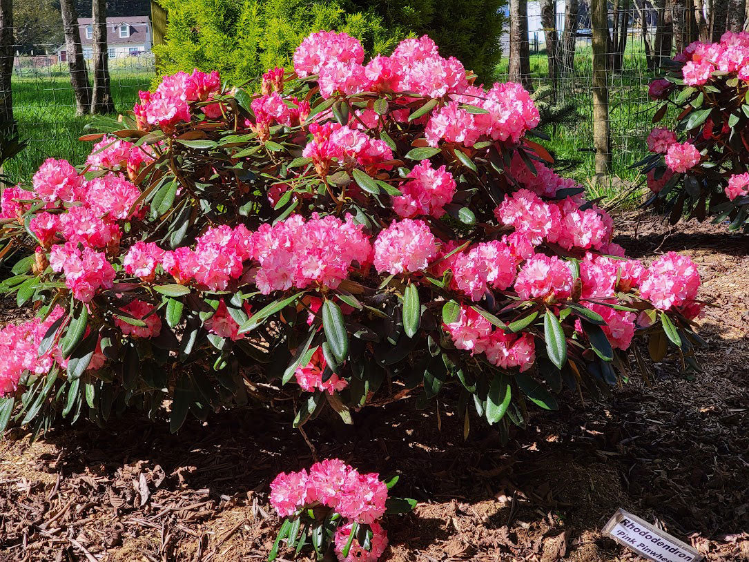 Pink Pinwheels Rhododendron