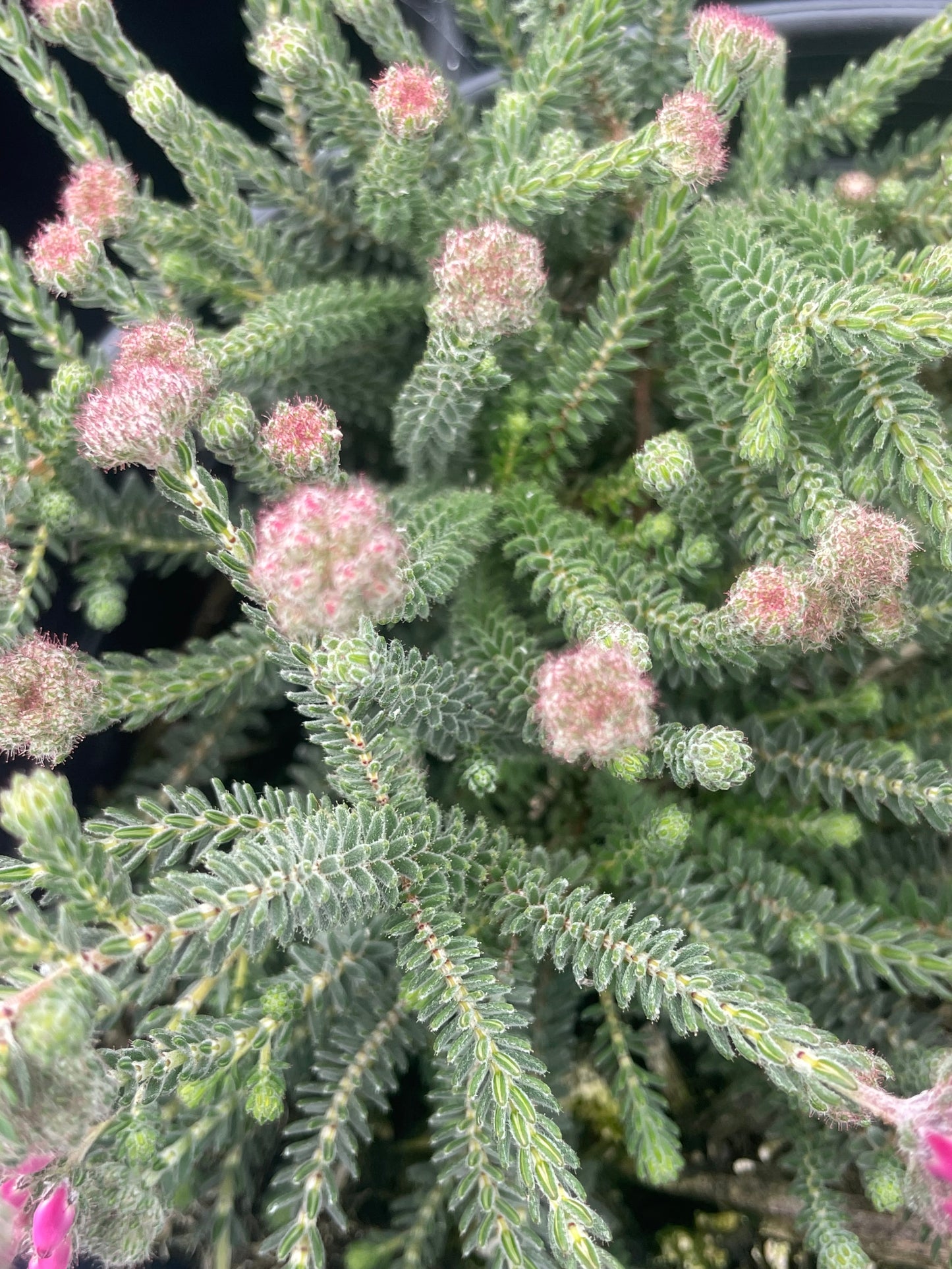 Erica tetralix Pink Star