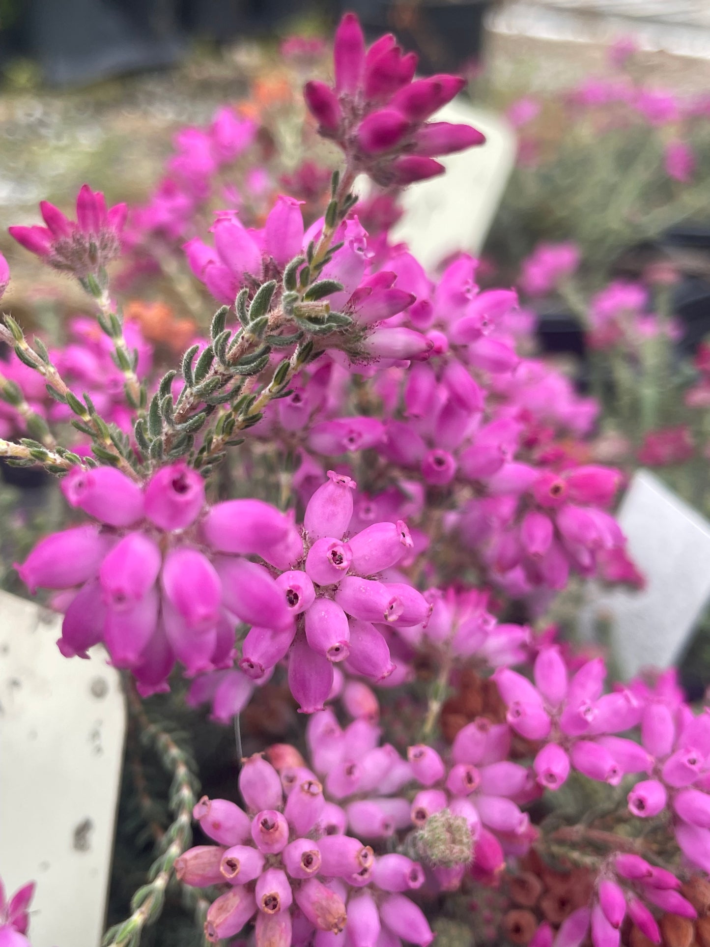 Erica tetralix Pink Star