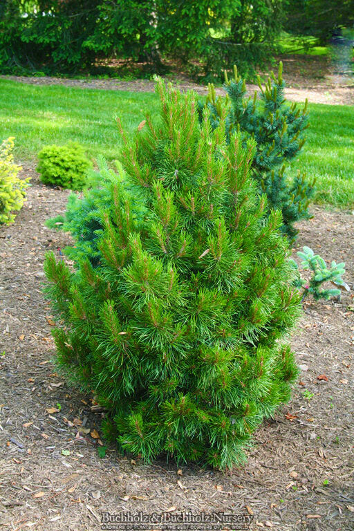 Pinus contorta 'Willow Creek'