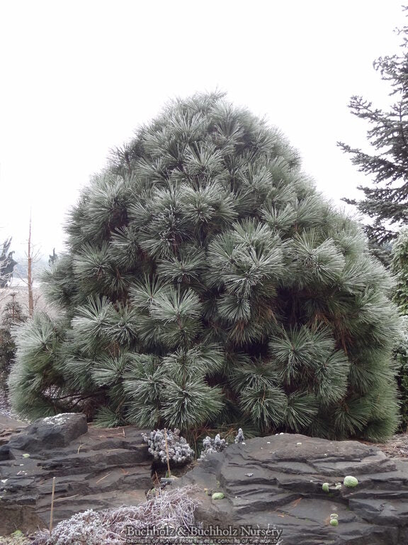 Pinus jeffreyi 'Joppi'