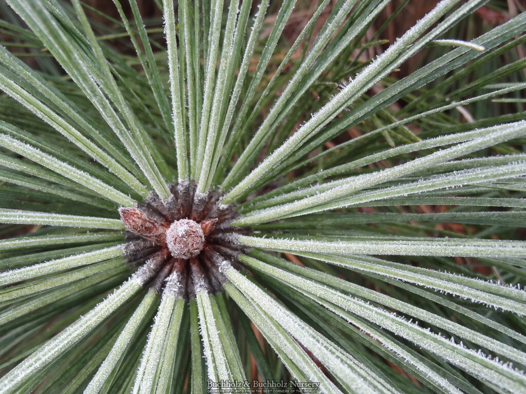 Pinus jeffreyi 'Joppi'