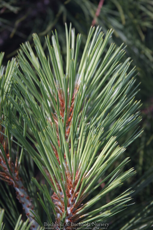 Pinus jeffreyi 'Joppi'