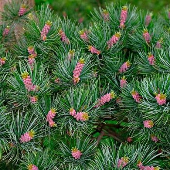 Pinus parviflora 'Bonnie Bergman'