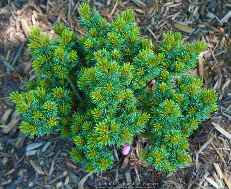 Pinus parviflora 'Regenhold Broom'