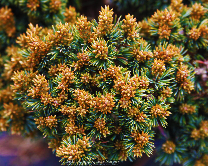 Pinus parviflora 'Regenhold Broom'