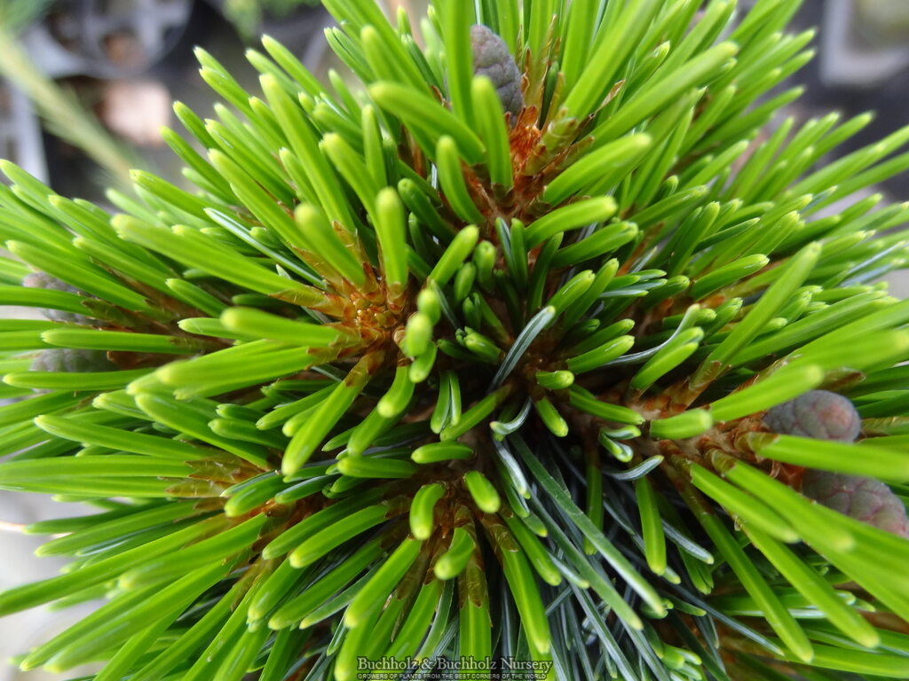 Pinus parviflora 'Regenhold Broom'