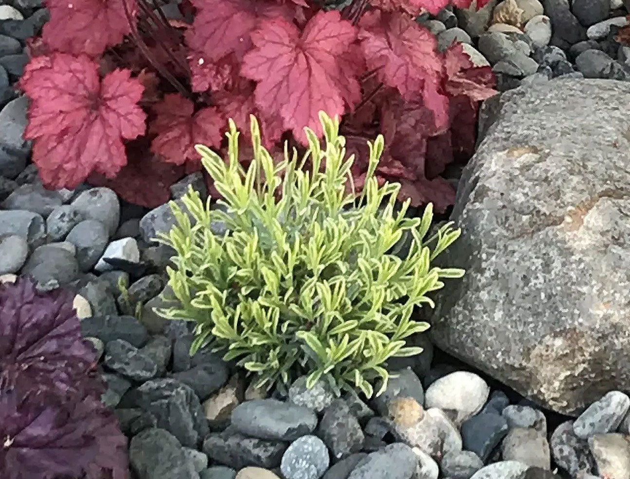 English Lavender 'Platinum Blonde' â Singing Tree Gardens Nursery