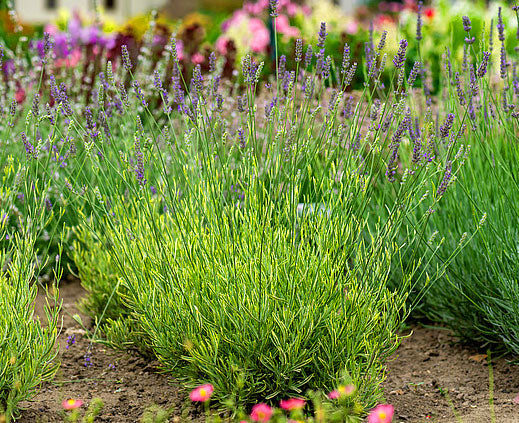 English Lavender 'Platinum Blonde'