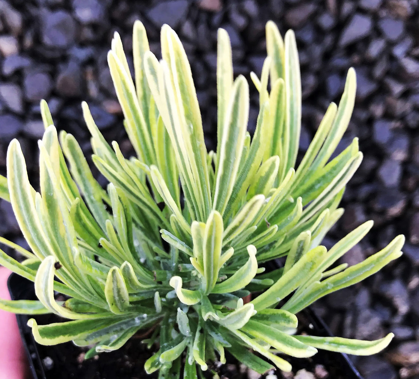 English Lavender 'Platinum Blonde'