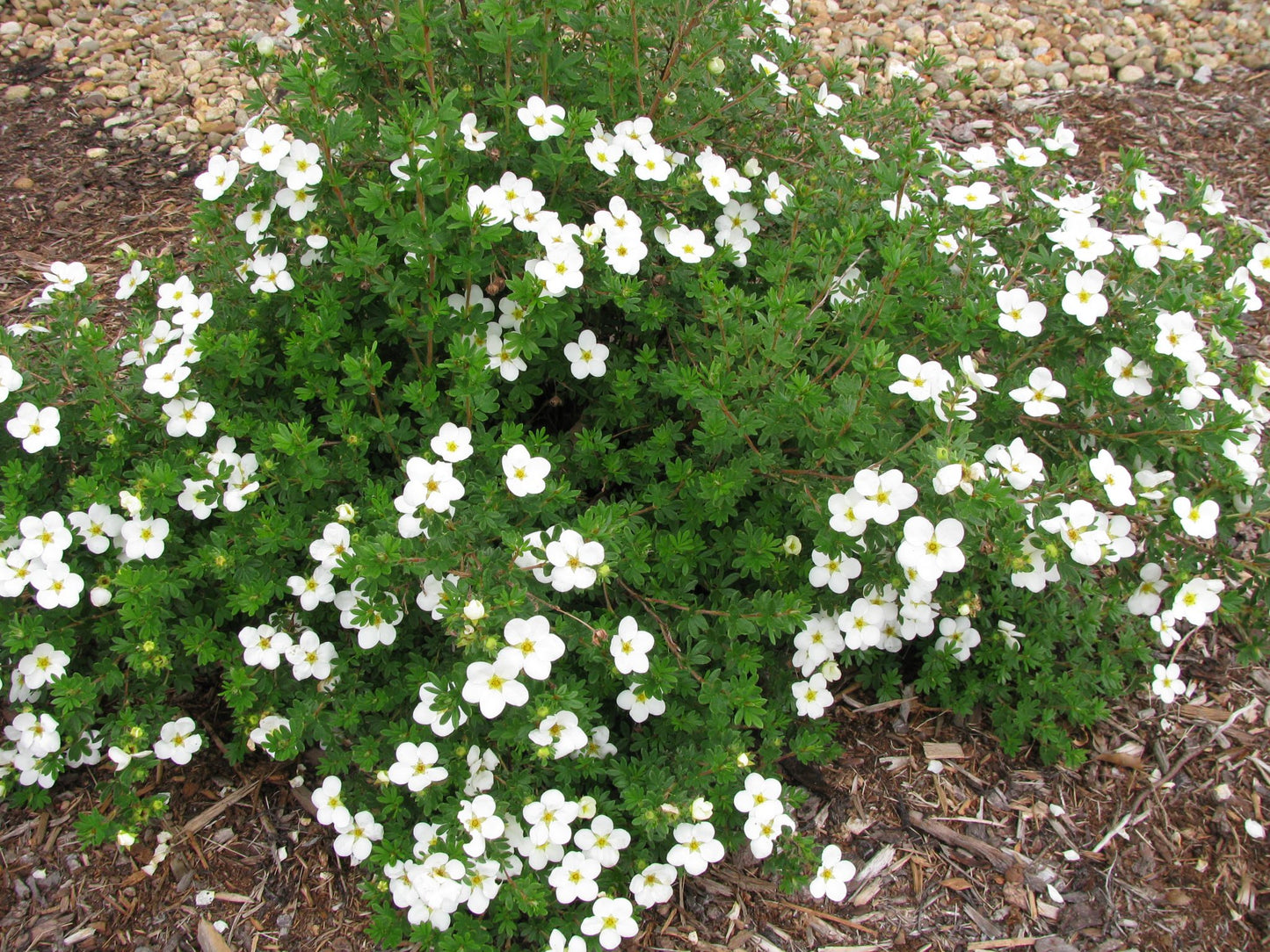 Potentilla 'McKay's White'