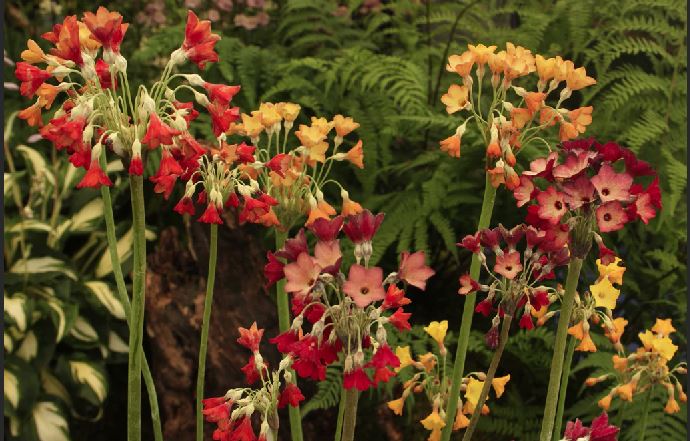 Primula florindae 'Orange' - Giant Tibetan Cowslip Primrose
