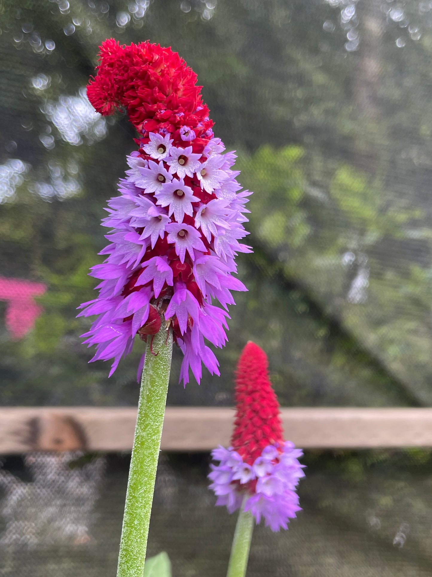 Primula vailii
