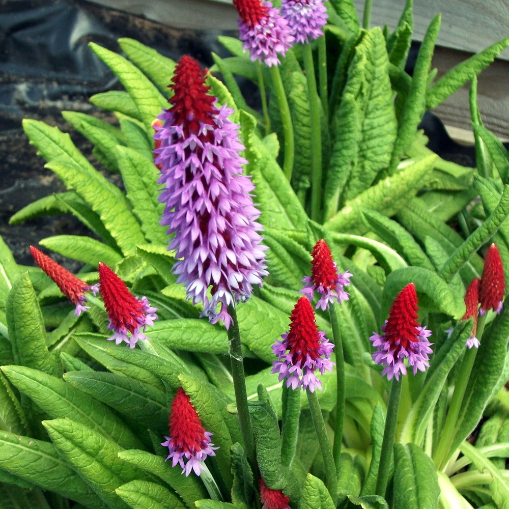Primula vailii
