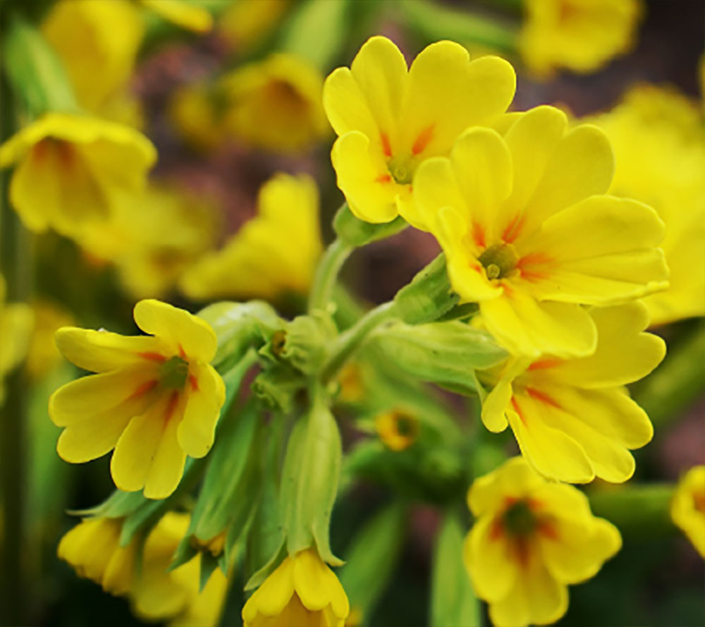 Primula veris