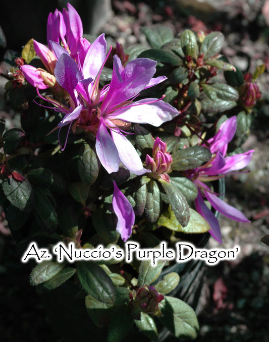 Nuccio's Purple Dragon