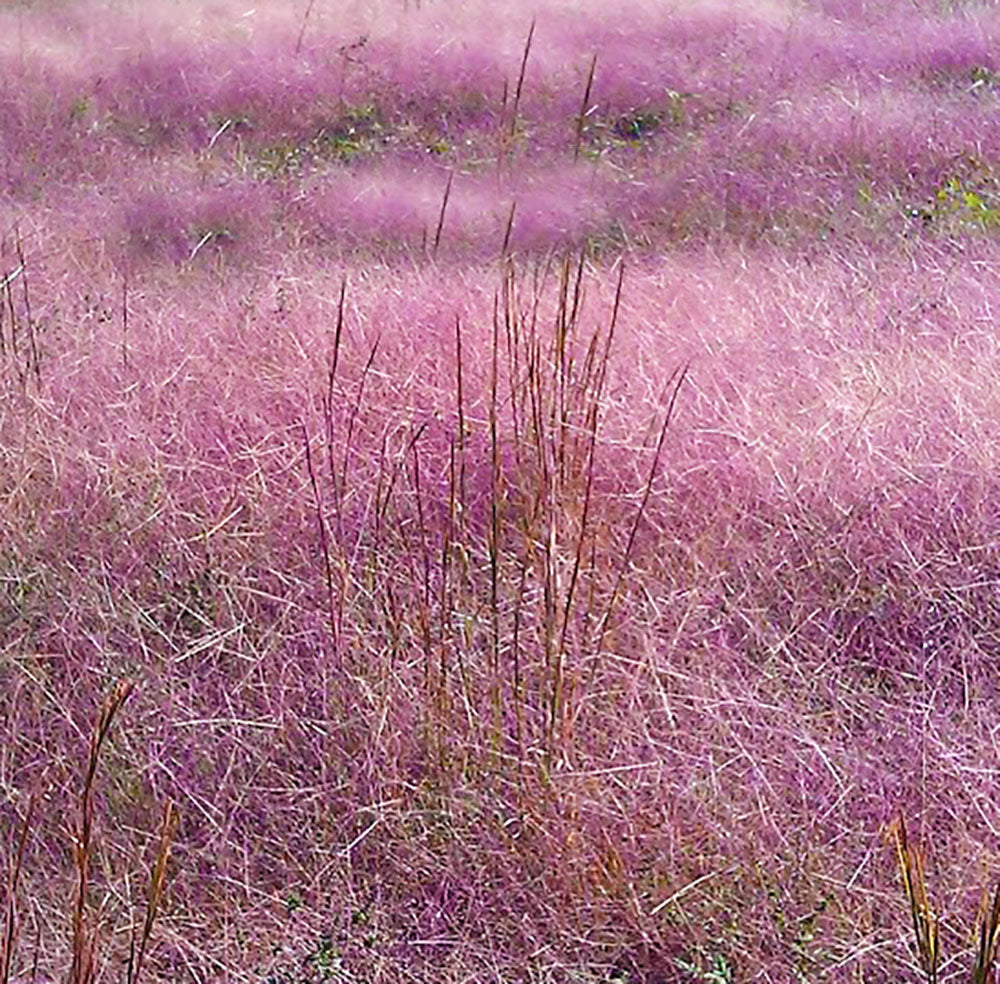 Purple Love Grass - Eragrostis spectabilis