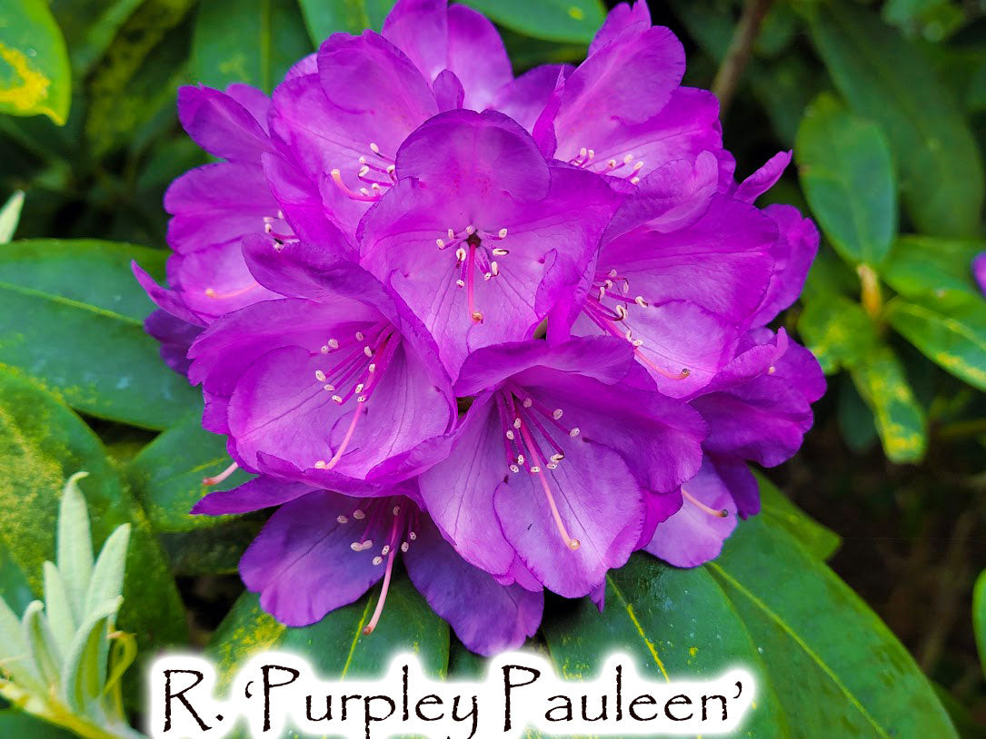 R. 'Purpley Pauleen'
