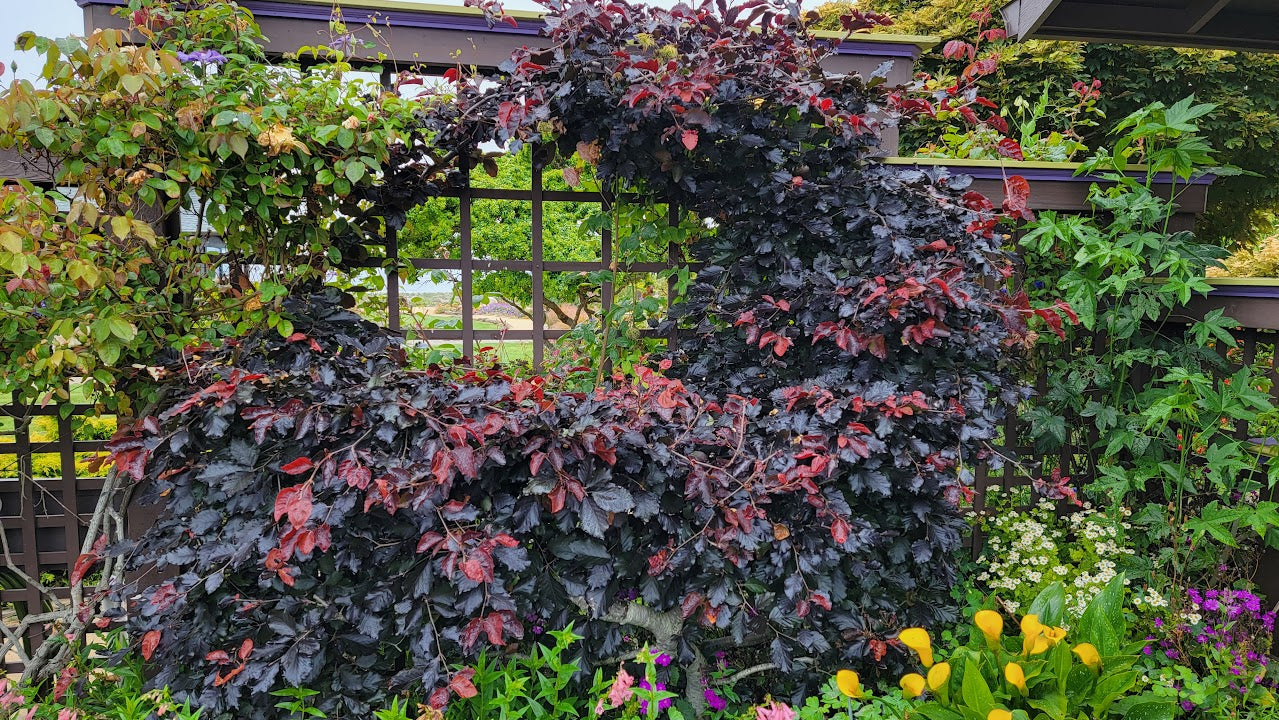 Fagus sylvatica 'Tortuosa Purpurea'