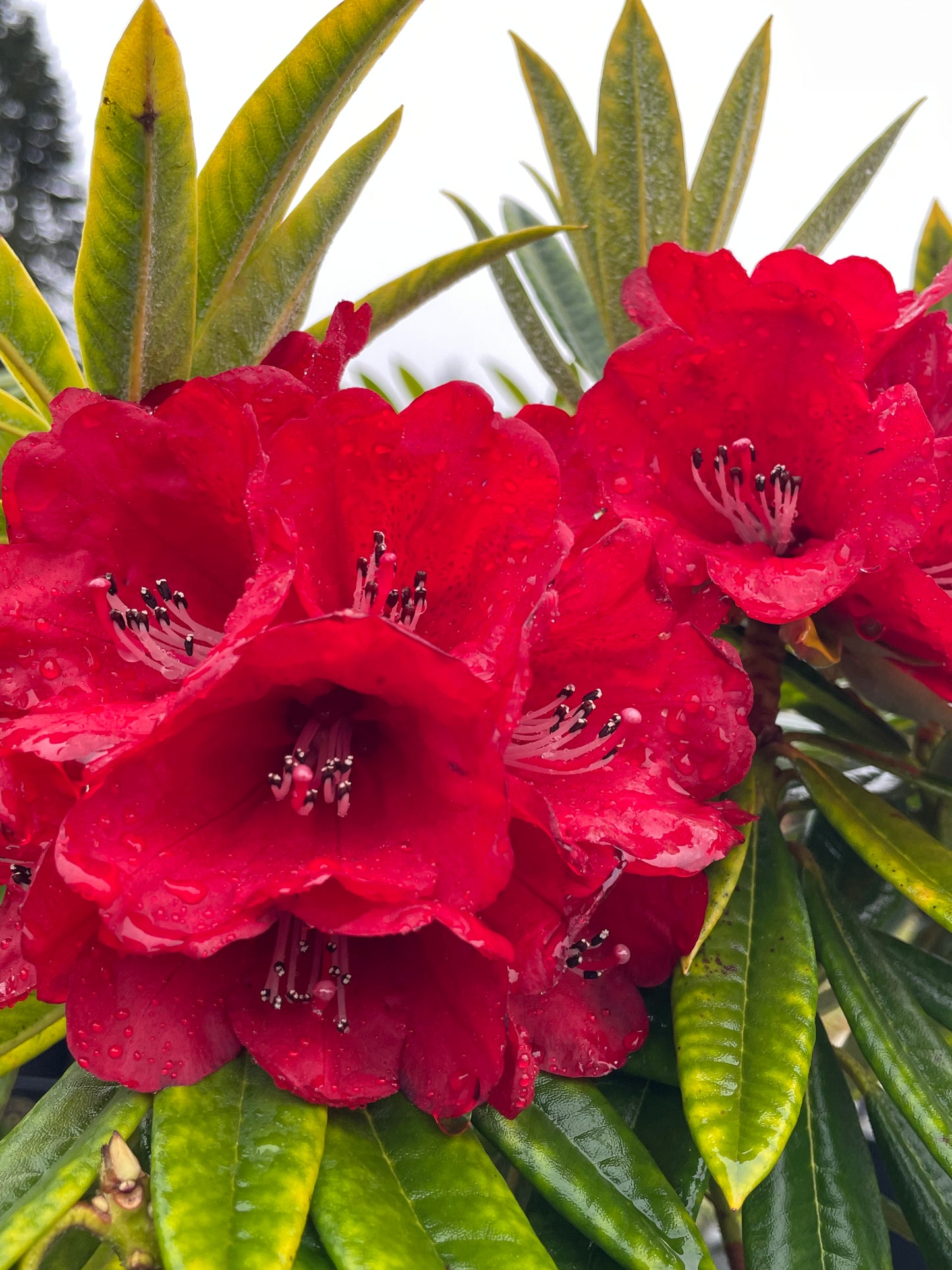 'Queen of Diamonds' (Red Majesty x Arboreum)