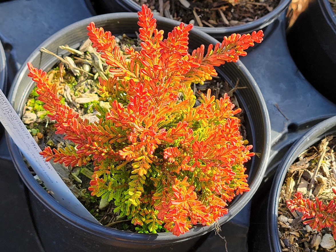 Calluna vulgaris 'Red Haze'