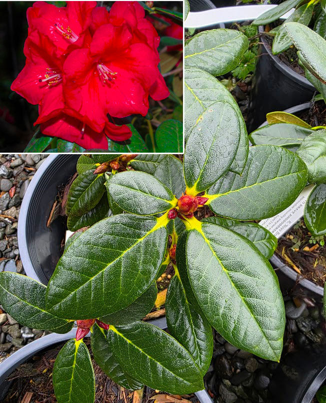 R. forestii var. repens x R. 'Noyo Chief'