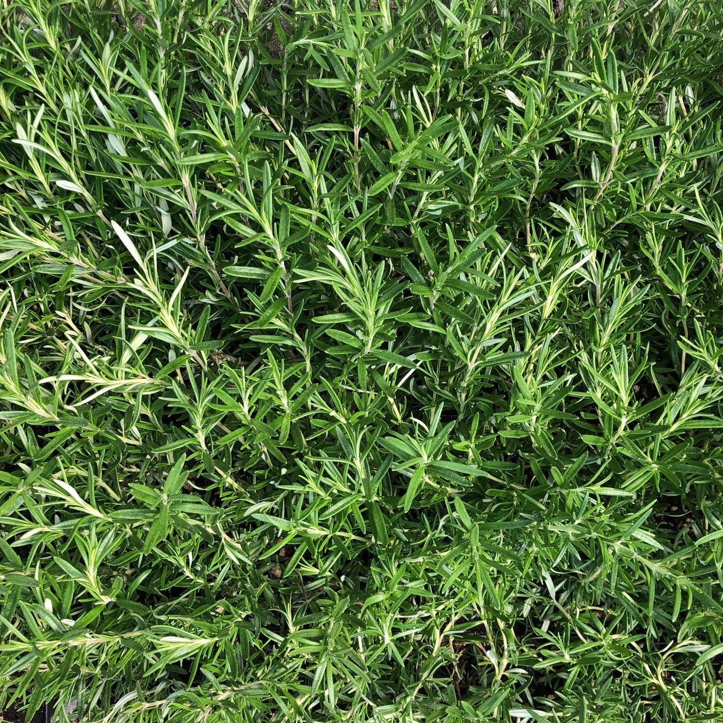 Rosemary 'Tuscan Blue'