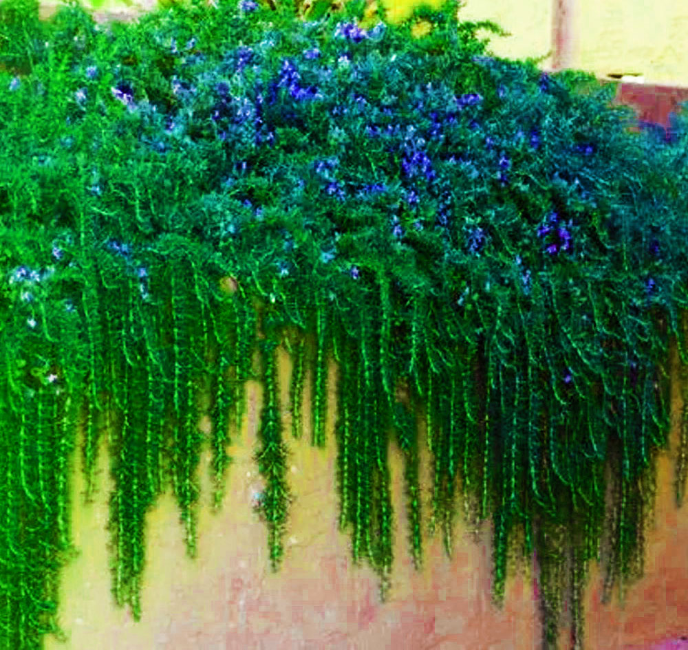 hanging rosemary plant Trailing or Creeping Rosemary