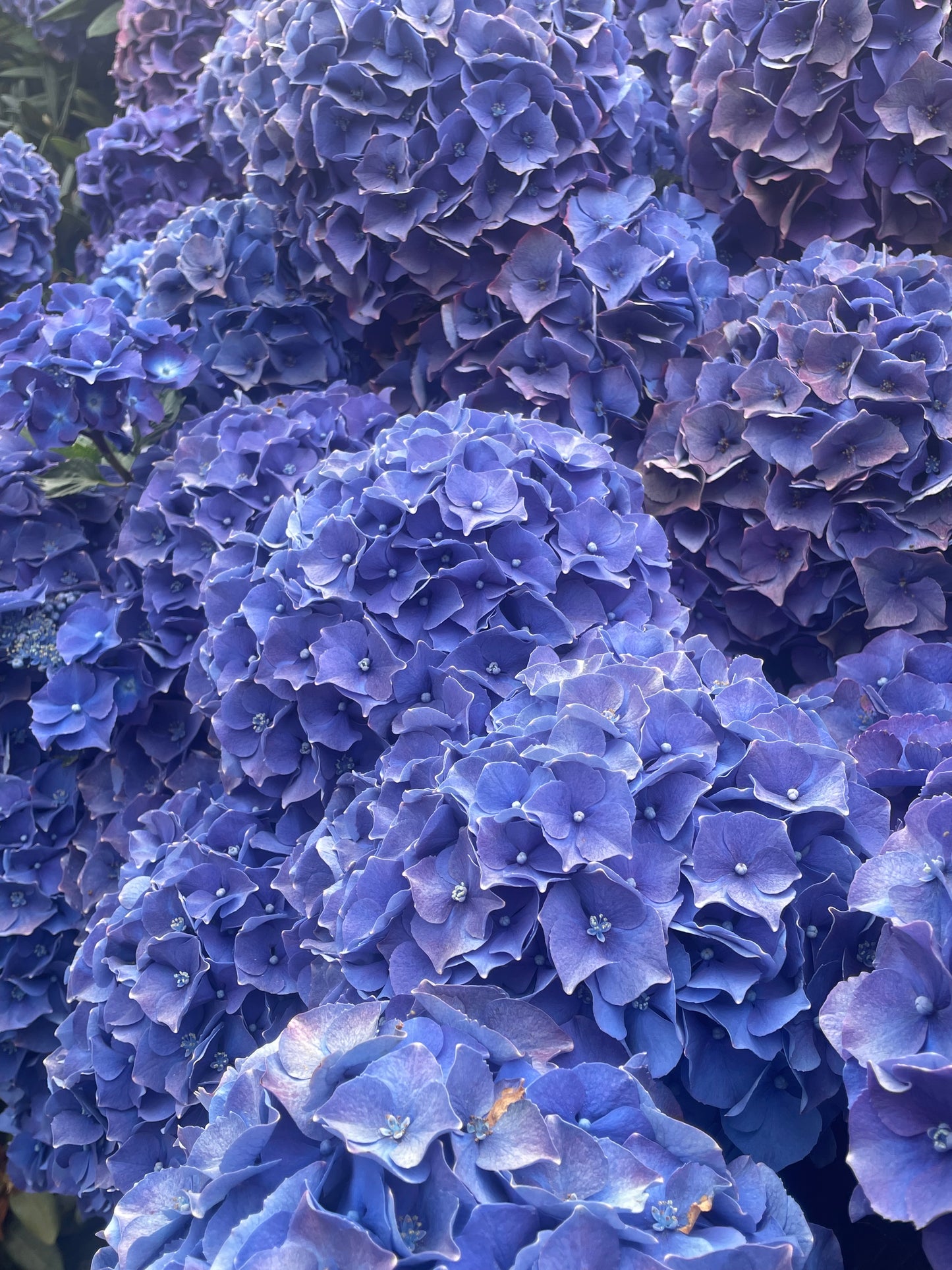 Hydrangea macrophylla 'Royal Purple'