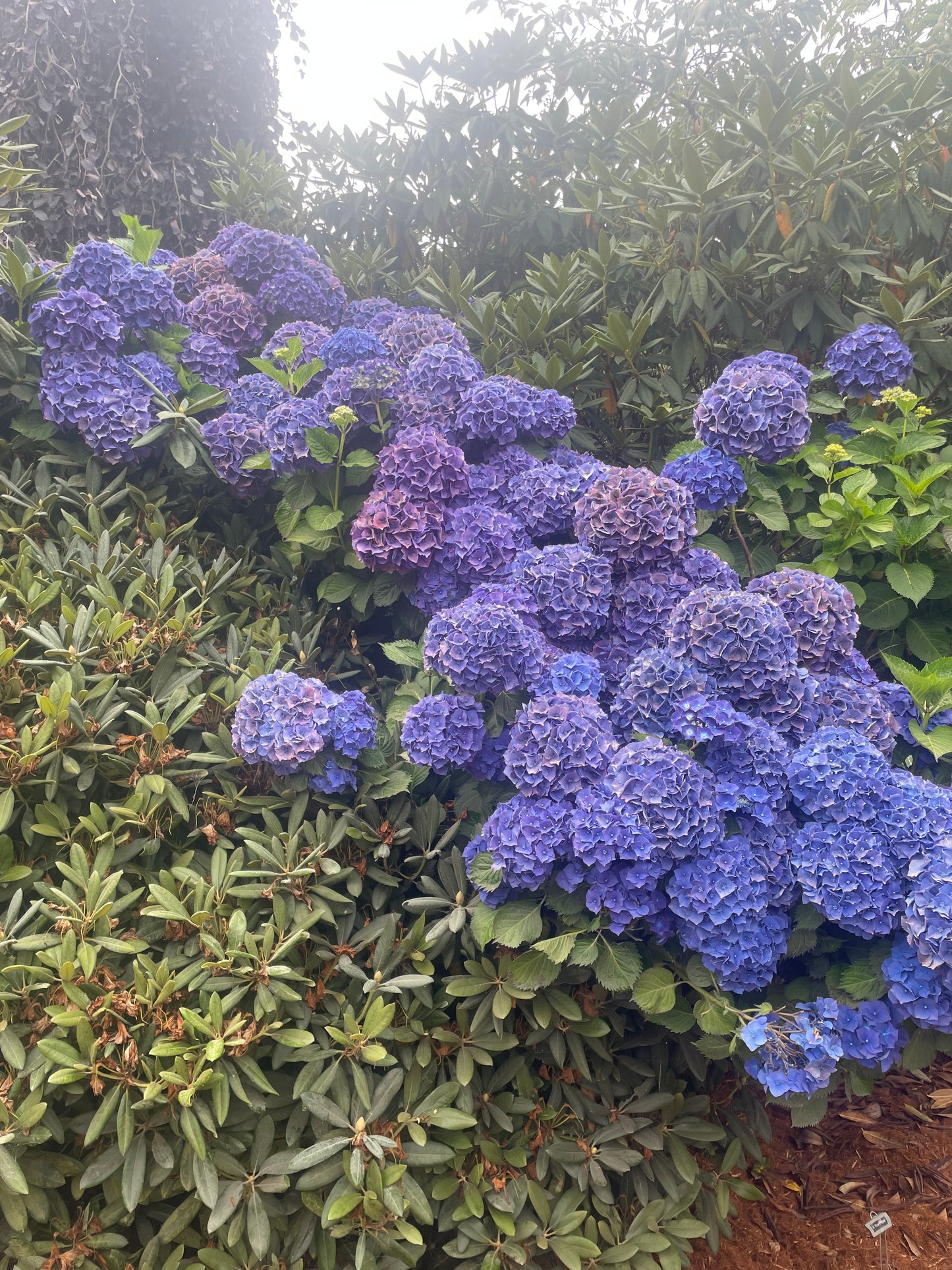 Hydrangea macrophylla 'Royal Purple'