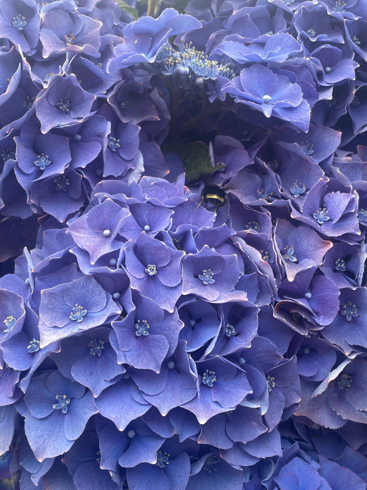 Hydrangea macrophylla 'Royal Purple'