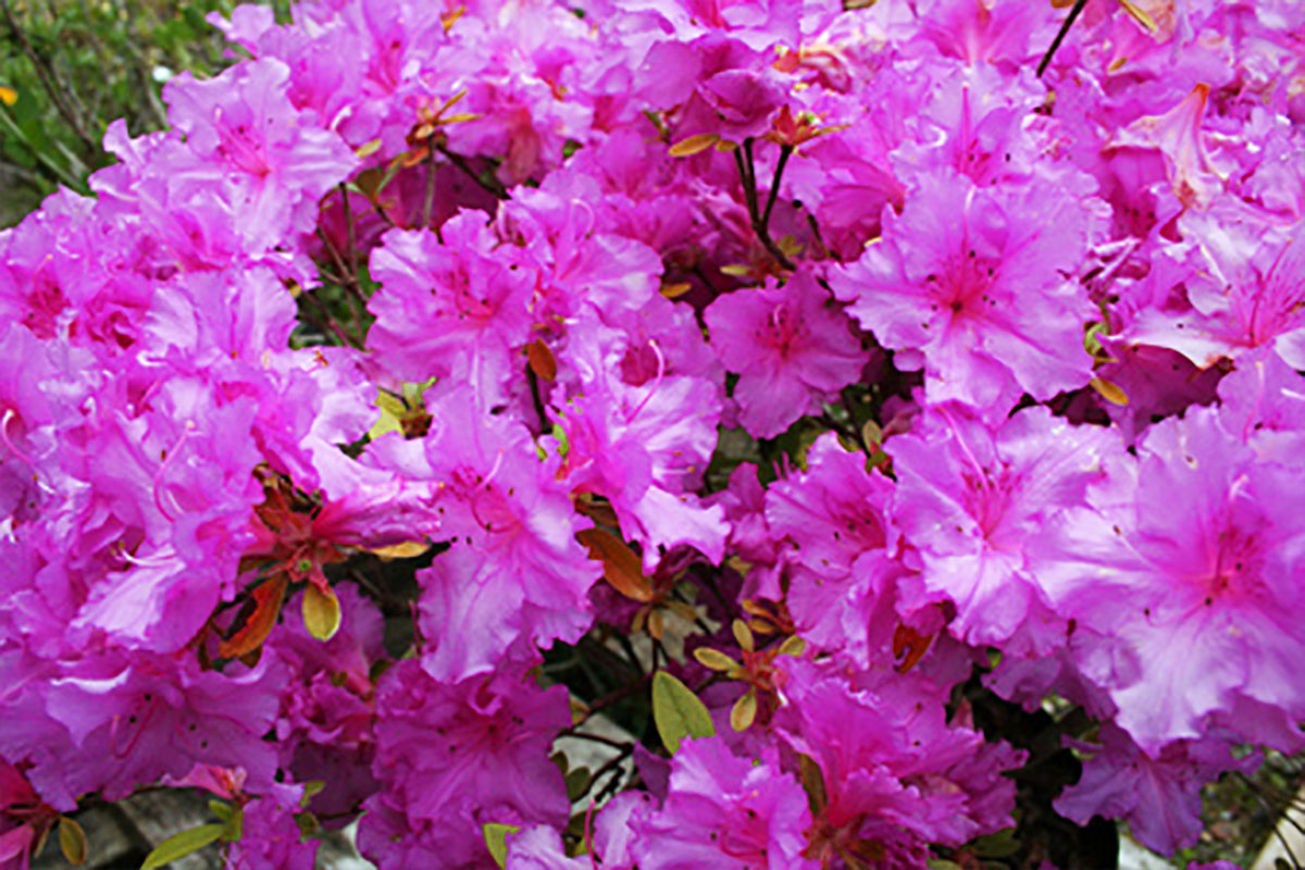 Az. 'Royal Robe'