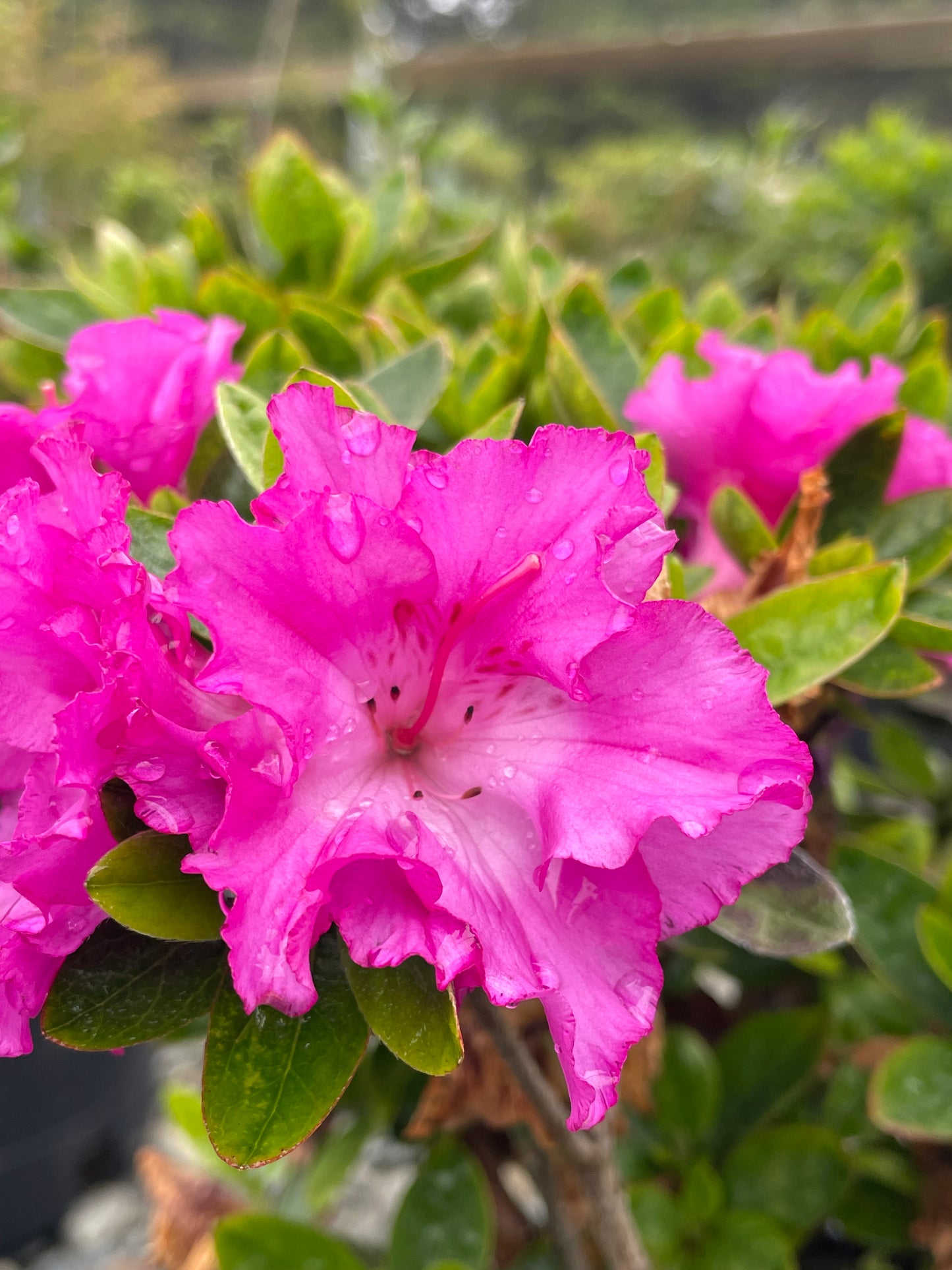 Az. 'Royal Robe'