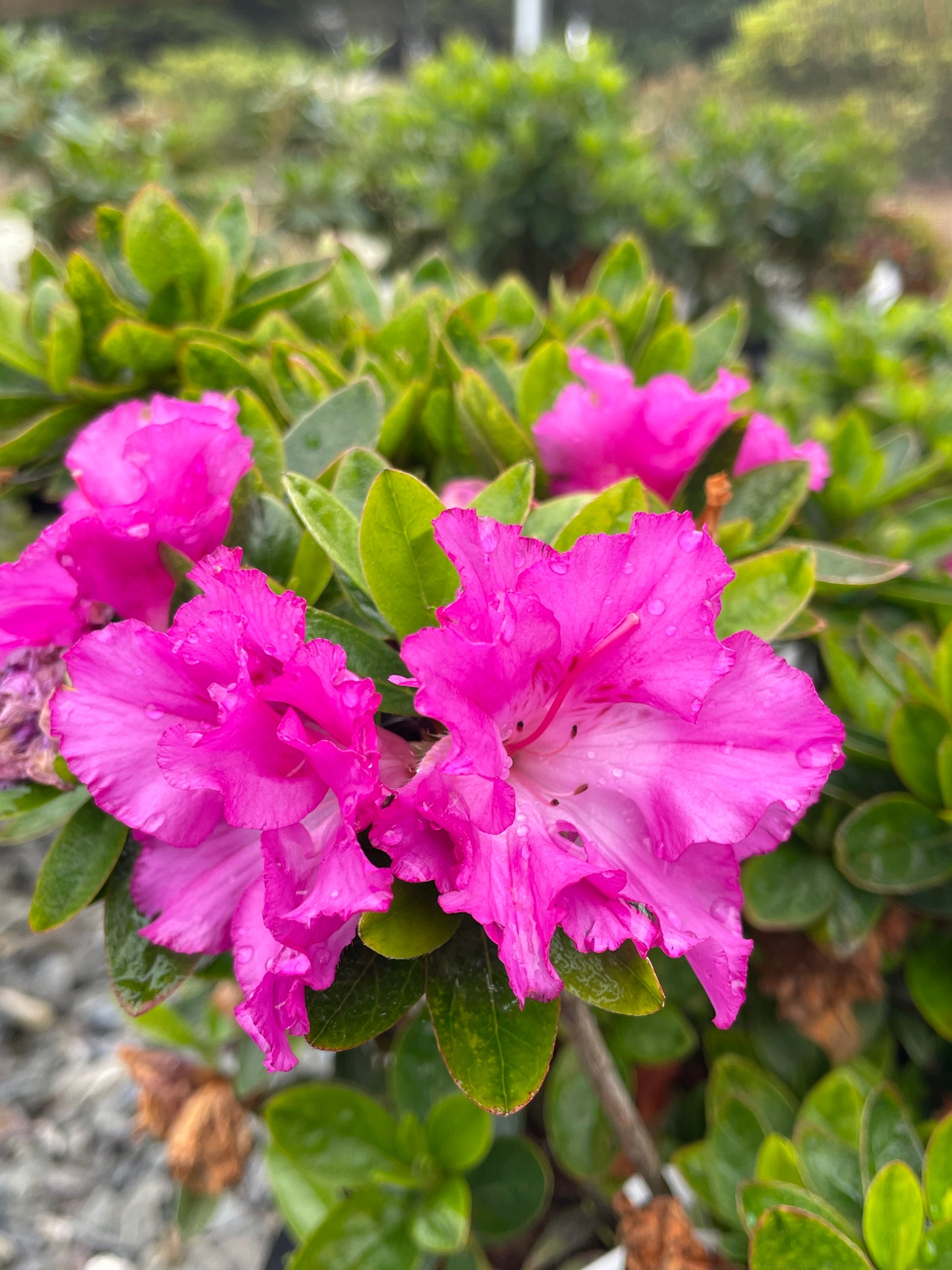 Az. 'Royal Robe'