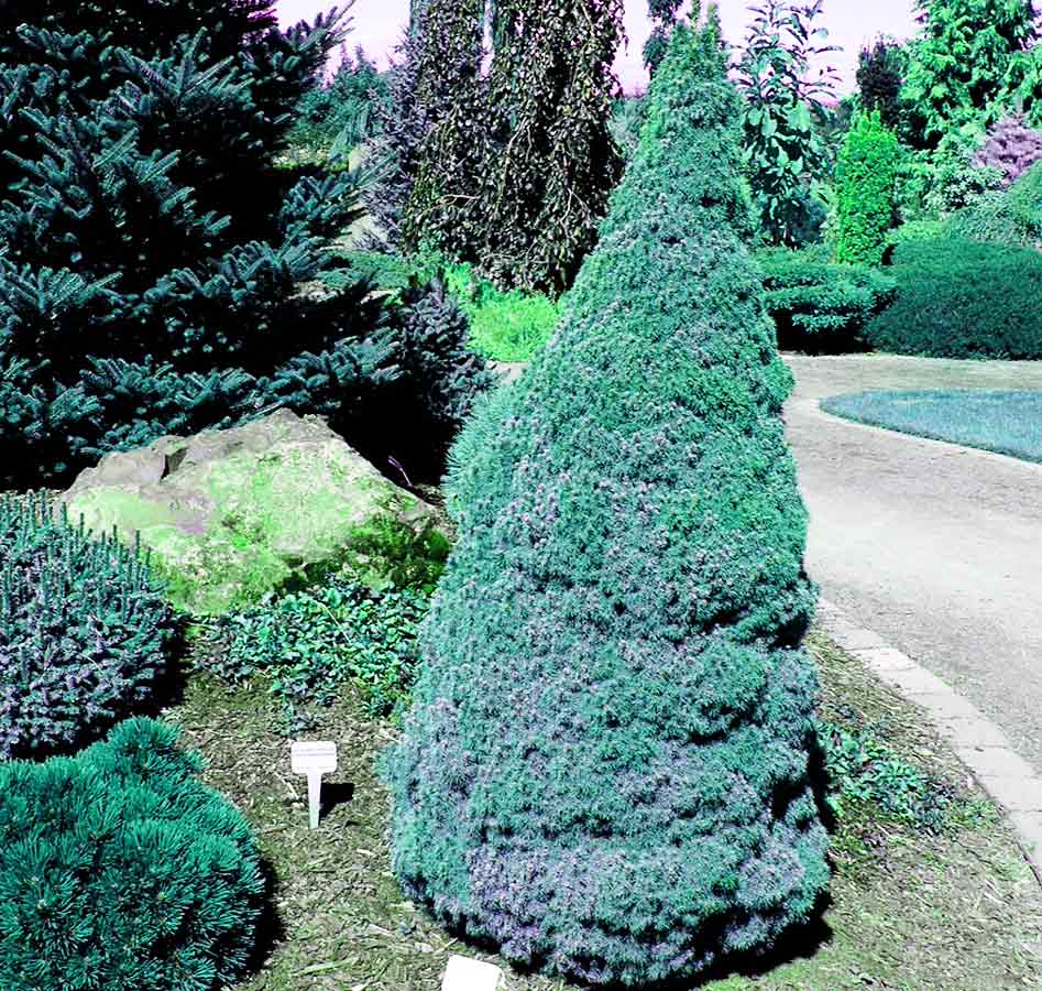 Picea glauca 'Sander's Blue'