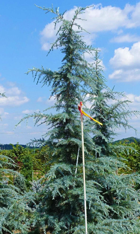 Cedrus deodara 'Sander's Blue'