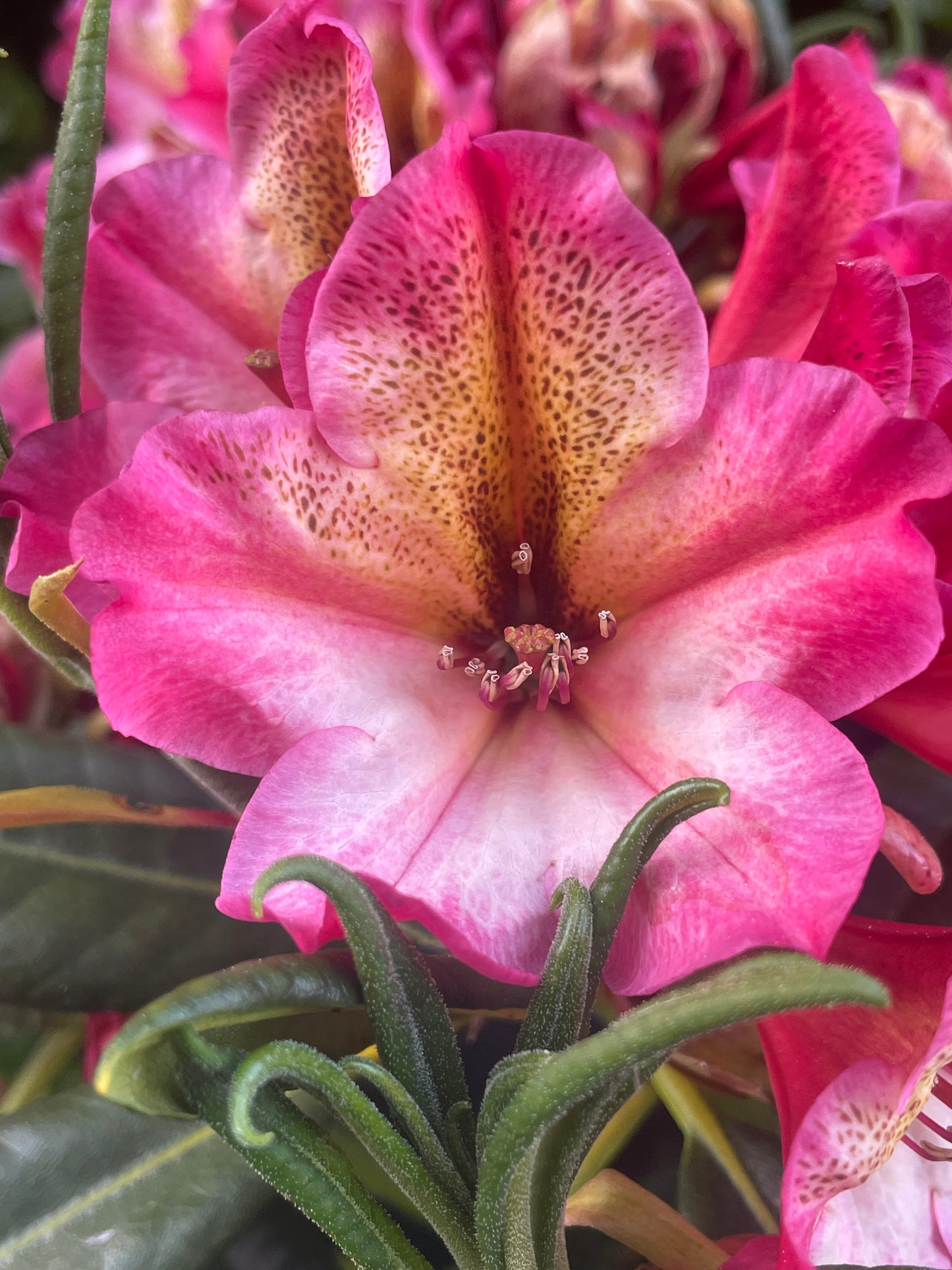 R. 'Scarlet Leopard'
