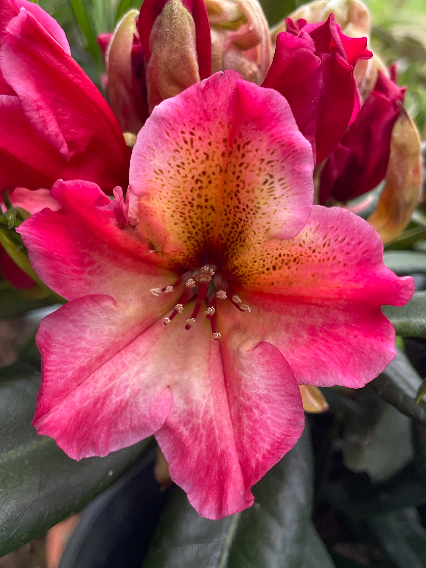 R. 'Scarlet Leopard'
