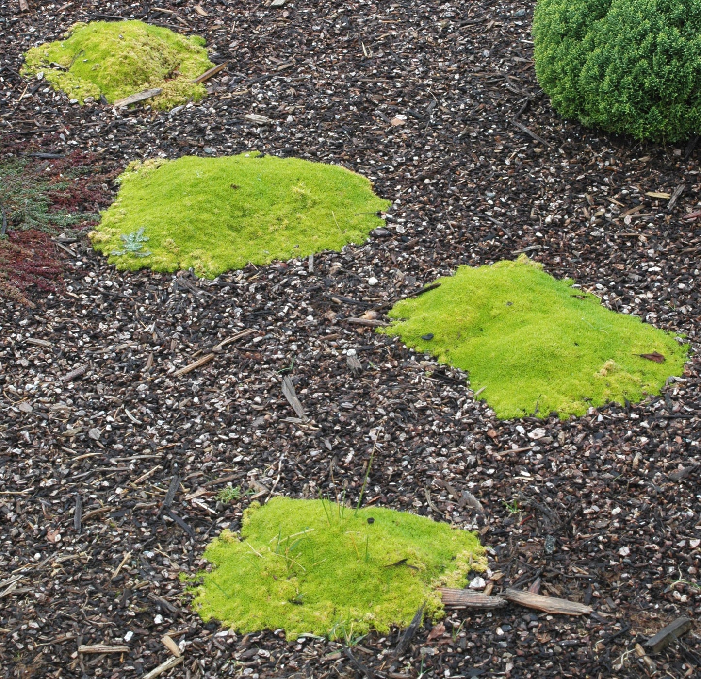 Sagina subulata 'Aurea' (Scotch Moss)