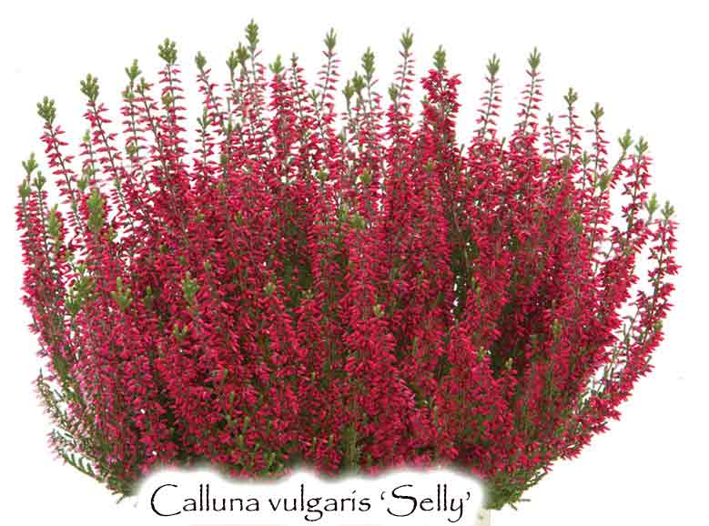 Calluna vulgaris 'Selly'