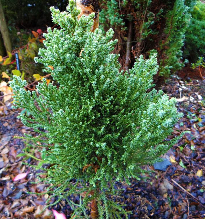 Sequoiadendron giganteum 'Little Stan'