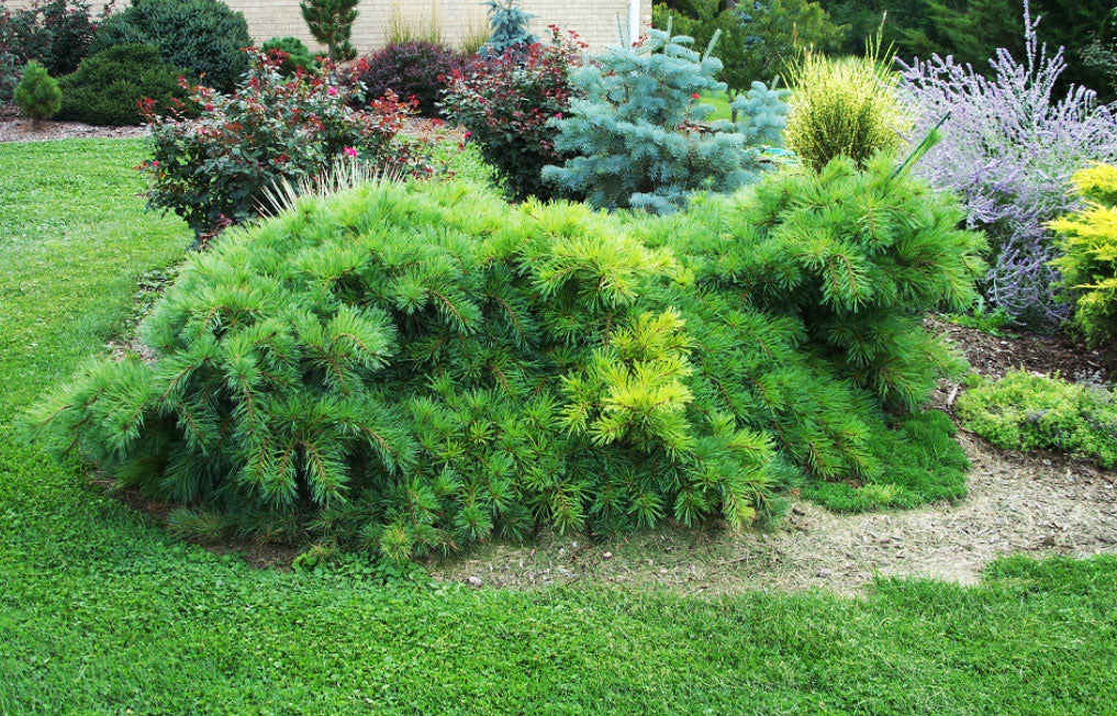 Pinus strobus 'Shaggy Dog'