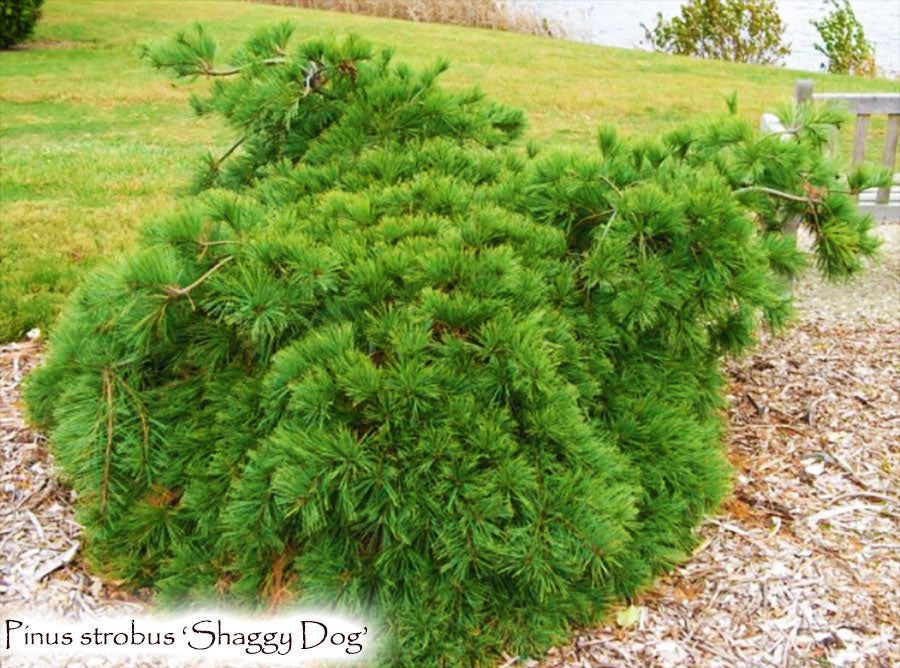 Pinus strobus 'Shaggy Dog'
