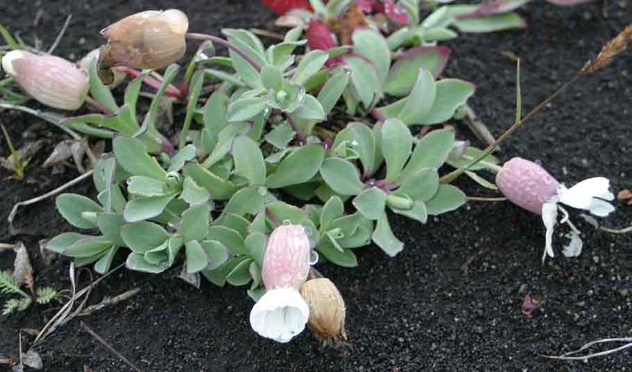 Silene uniflora - Sea Campion