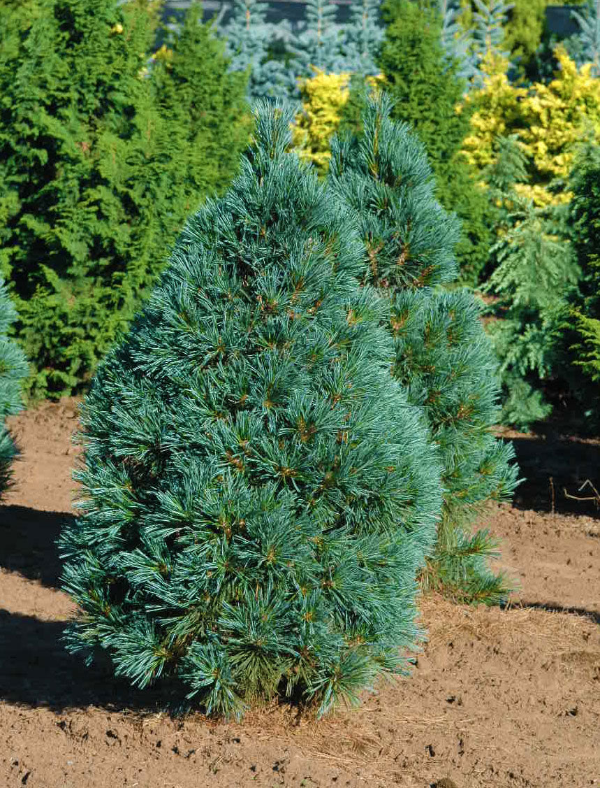 Pinus koraiensis 'Silveray'