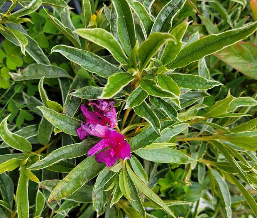 Az. simsii