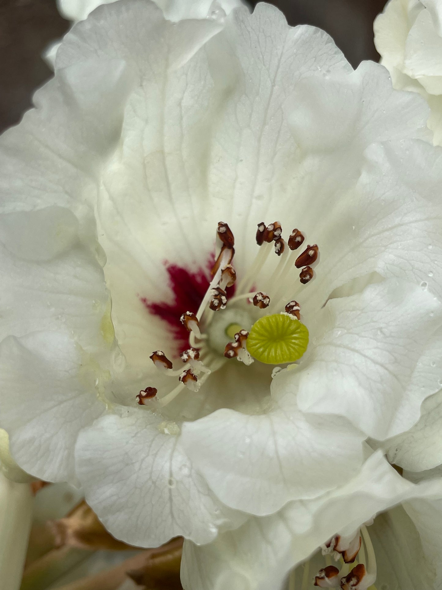 R. sinogrande